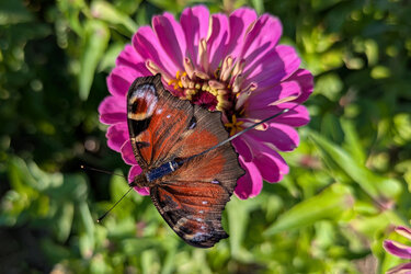 Henry mit ultraleichtem Minisender