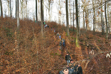 Studierende laufen bei der Waldbauübung durch einen Buchenwald