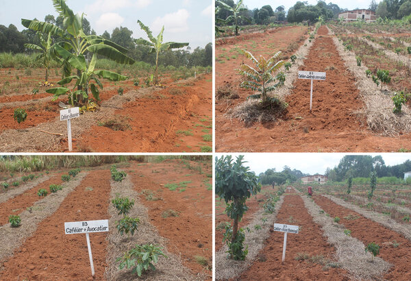 Agroforstliche Versuchsfläche in Gitega - Kaffeesträucher in Kombination mit Bananen (oben links), Cedrela serrulata (oben rechts), Avocado (unten links) und Ficus thonningii (unten rechts)