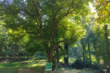 Blick auf eine Infotafel im Wald