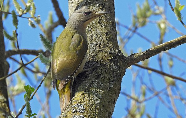 Ein Grauspecht (Picus canus) an einem Baum