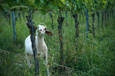 Schafe weiden im Weinberg