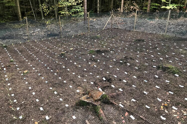 Eingezäunte Waldtestfläche mit neuartigen Werkstoffproben auf dem Waldboden