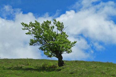 Eine vom Wind geformte solitäre Buche