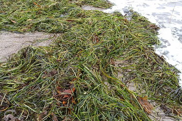 Seegras am Strand von Großenbrode