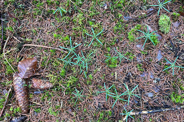 Die Tannensaat ist 2025 hervorragend aufgelaufen.