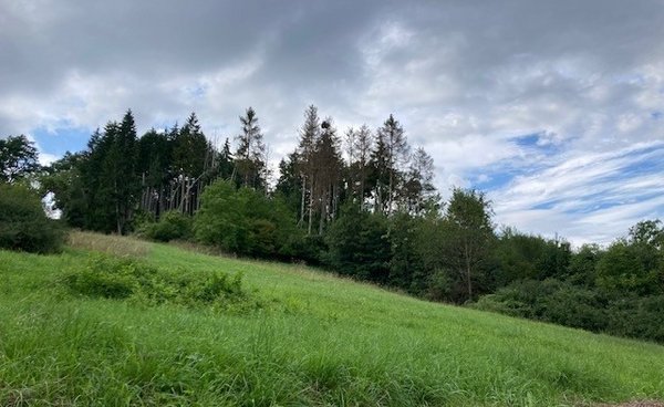 Wiese mit einem Waldrand