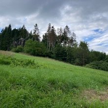 Wiese mit einem Waldrand
