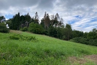 Wiese mit einem Waldrand