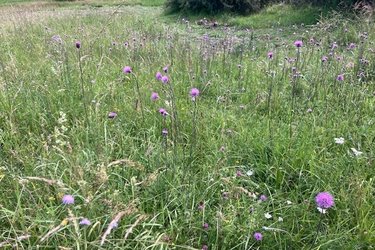 Blick auf eine Wiese