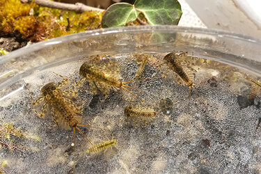 Petrischale mit Wasserprobe. Methodenkurs Katzenbach Bad Niedernau