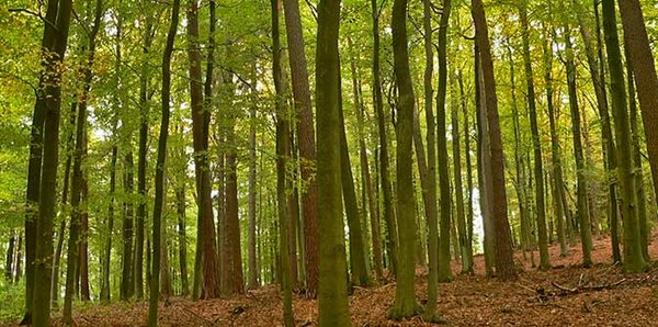 Blick in einen Buchenwald