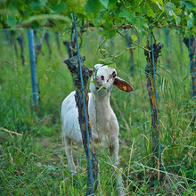 Ein Schaf weidet im Weinberg