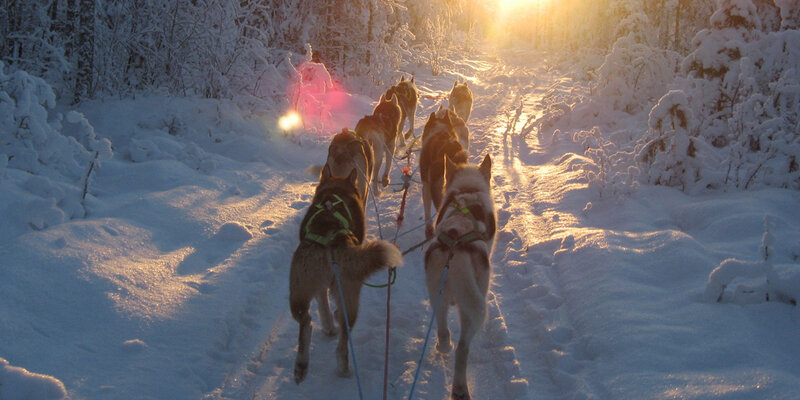 Schlittenhundegespann bei tief stehender Sonne in verschneiter Landschaft in Nordschweden
