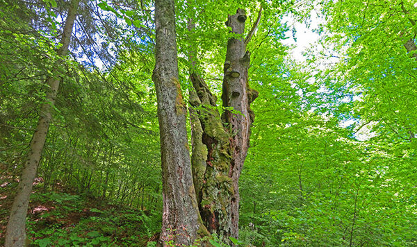 Blick in Europas letzte Urwälder – die Karpaten 