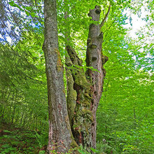 Blick in Europas letzte Urwälder – die Karpaten 