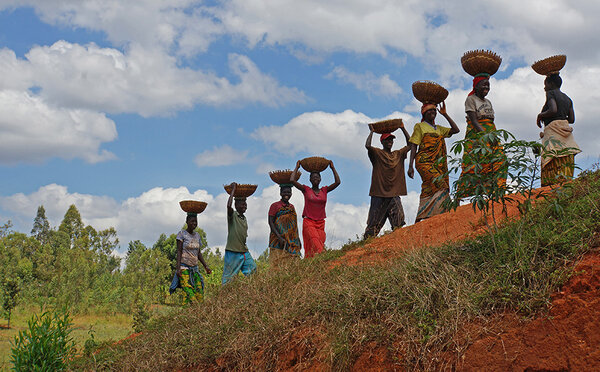 Kaffee Ernte in Burundi. Frauen und Männer tragen Körbe auf dem Kopf