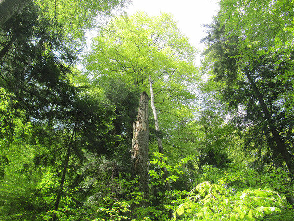 Blick in einen Urwald