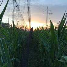 Blick in ein Maisfeld mit Fangnetzen