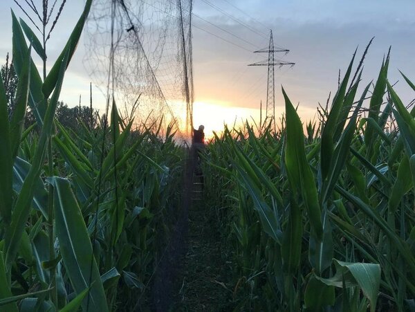 Blick in ein Maisfeld mit Fangnetzen