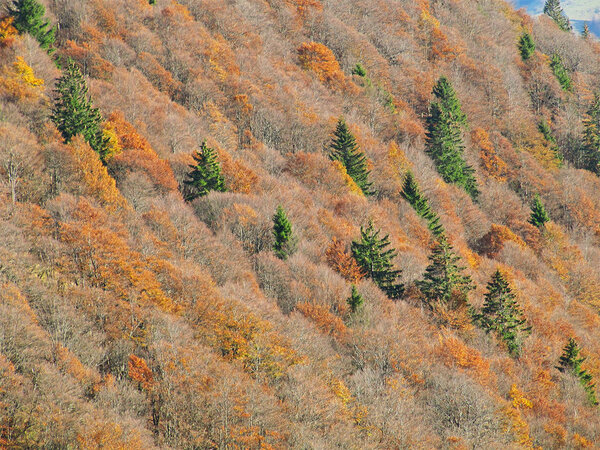 Blick von oben auf einen der wenigen natürlichen hochmontanen Buchenwälder am Belchen im Südschwarzwald. Vereinzelt stehen Fichten darin.