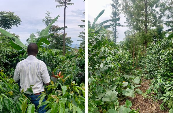 Kaffee-Agroforstanbau nahe Gitega in Burundi, links mit Dr. Soter Ndihokubwayoa