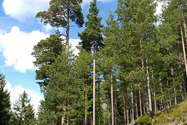 Blick auf einen Waldbestand