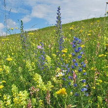 Blühende Wildwiese