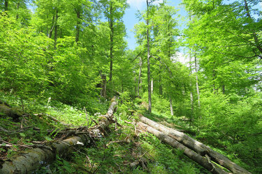 Blick in Europas letzte Urwälder – die Karpaten 