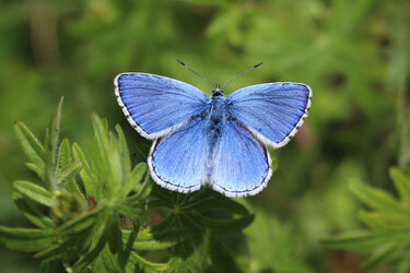 Schmetterling: Himmelblauer Bläuling
