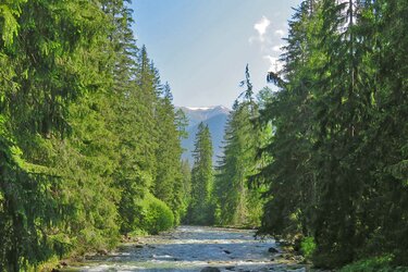 Blick auf einen mit Fichten gesäumten Gebirgsfluss