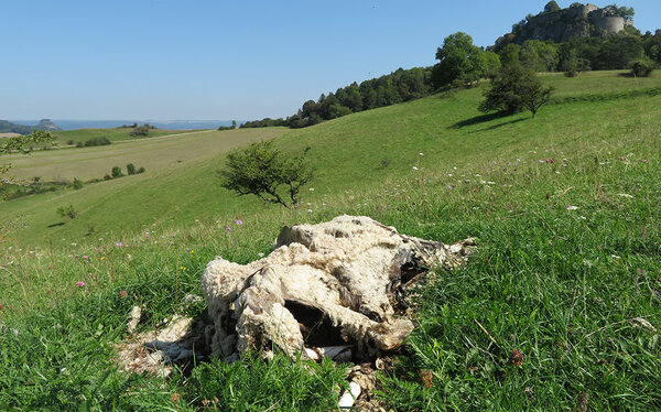 Ein totes Schaf liegt auf der Weide