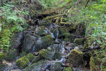 Blick auf einen Bach im Wald