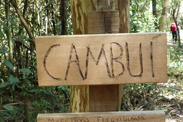 Blick auf Holzschilder im Wald mit der Aufschrift CAMBUI