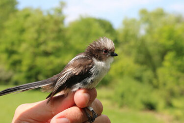 Vogel sitzt auf der Hand