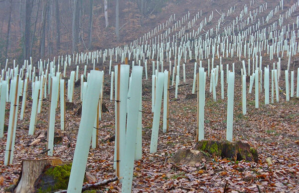 Blick auf eine Aufforstung mit Wuchshüllen aus Plastik 