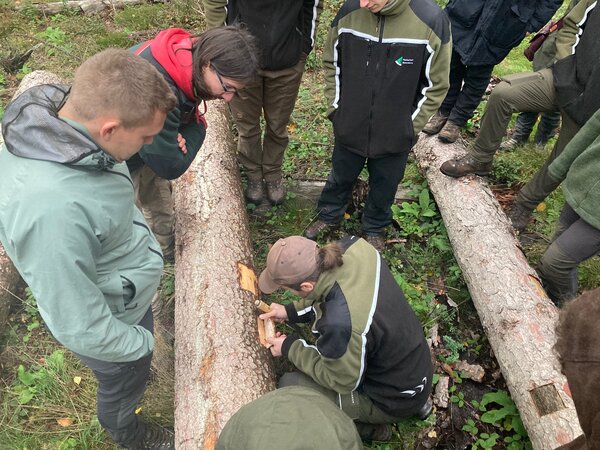  Studierende auf der Suche nach Buchdruckern Ips typographus an einem liegenden Stamm