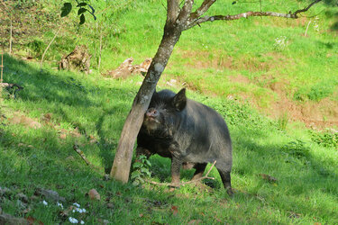 Ein Schwein reibt sich an einem Baum auf einer Wiese