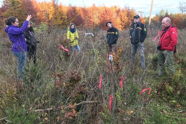 Wissenschaftler, Naturschützer und Förster diskutieren über Möglichkeiten zum Schutz von Waldschmetterlingen im Alb-Donau-Kreis. Im Vordergrund: Rote Heckenkirsche mit zahlreichen Ei- und Raupenfunden des Blauschwarzen Eisvogels. Foto: Thomas Gottschalk