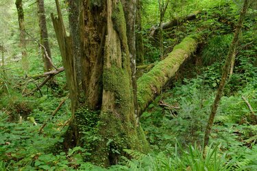 Stehendes und liegendes Totholz im Urwald