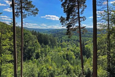 Blick über den bewaldeten Rammert - Sommer