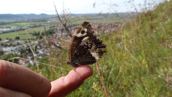 Schmetterling auf Finger sitzend