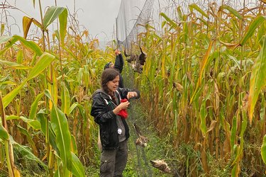Mirjam Rieger beim Vogelfang im Mais