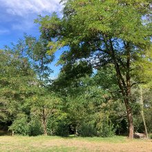 Blick auf einen Waldrand
