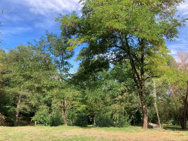 Blick auf einen Waldrand