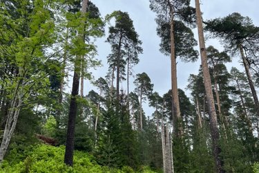 Blick in einen Kiefernwald