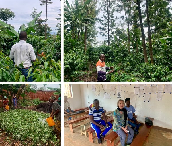 Kaffee-Agroforstfläche im Projektgebiet um Gitega