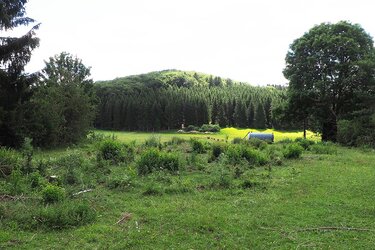 Blick auf einen Lichtwald