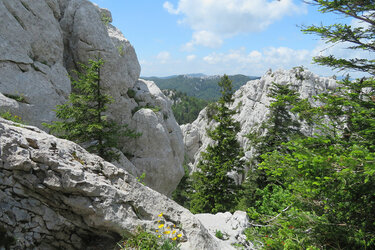 Felsen in einem Bergwald