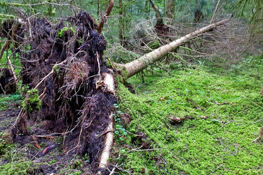 Eine entwurzelte Fichte liegt im Wald